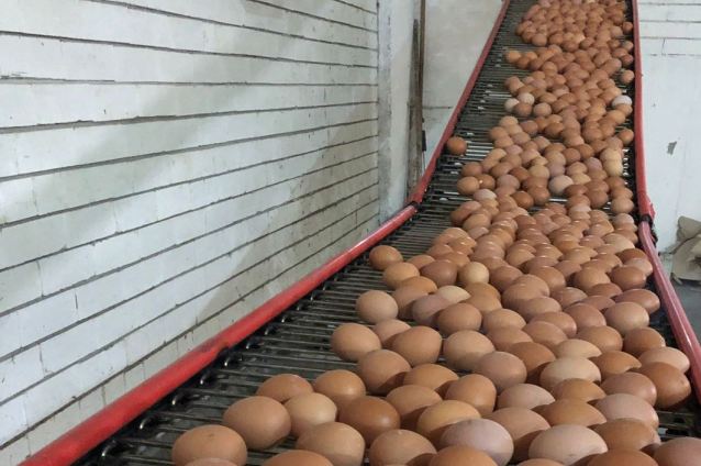 В январе производство яиц выросло на 10% по сравнению с прошлым годом.