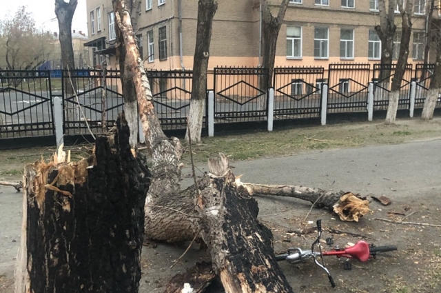 У школы №24 на тротуар упало старое дерево.