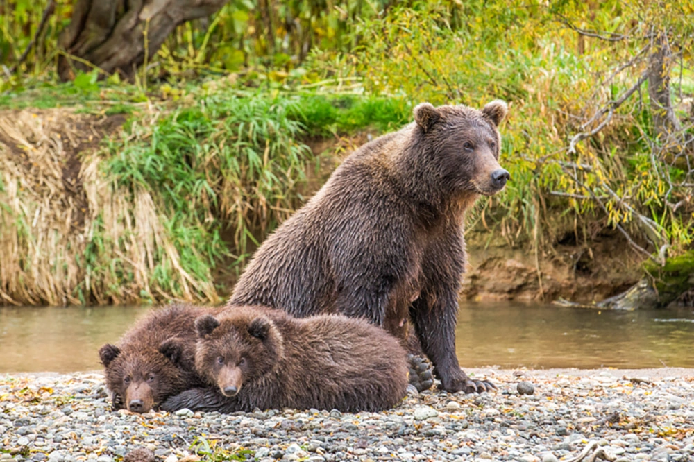 Два условия для беременности.