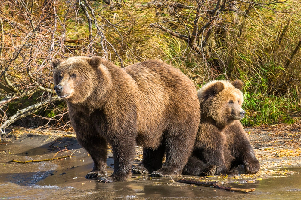 Прочность костей.