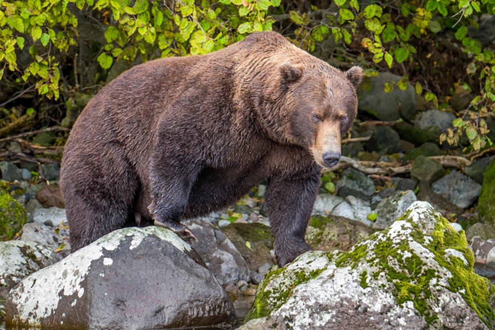 Значение для человека.