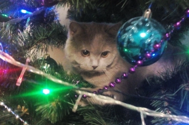 Иногда коты забираются прямо в саму ёлку.