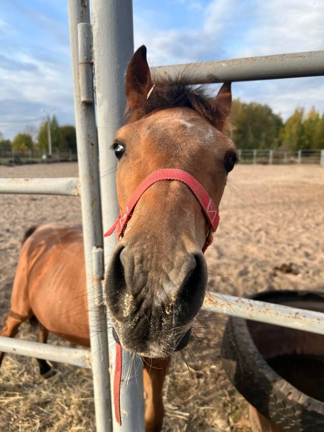 Жеребёнок, милый, маленький ребёнок.