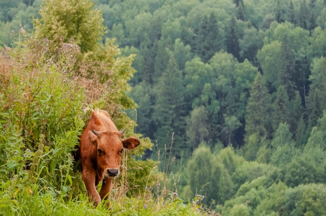 Плакать не о чем! В Усть-Утке соседствуют души сплавщиков и Сергея Есенина