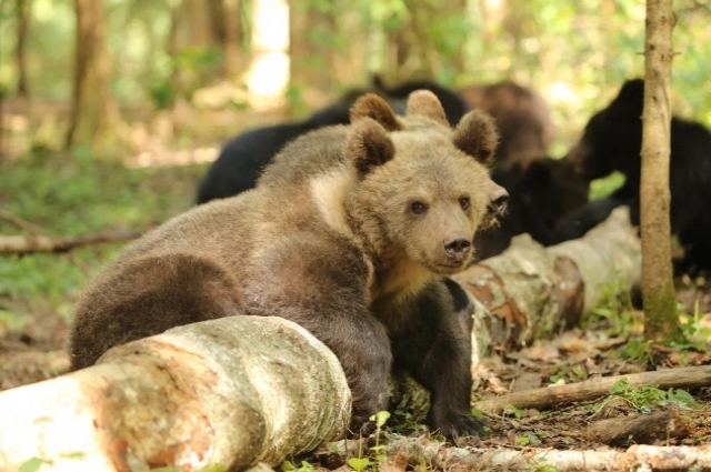 Всего в дикую природу из Центра выпустили 15 медвежат. 