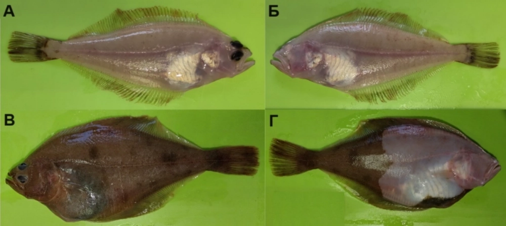 Рис. 1. Нормальный экземпляр (А – зрячая сторона, Б – слепая сторона) и особь с искривленным позвоночником (В – зрячая сторона, Г – слепая сторона) беринговоморской палтусовидной камбалы Hippoglossoides robustus из западной части Чукотского моря.