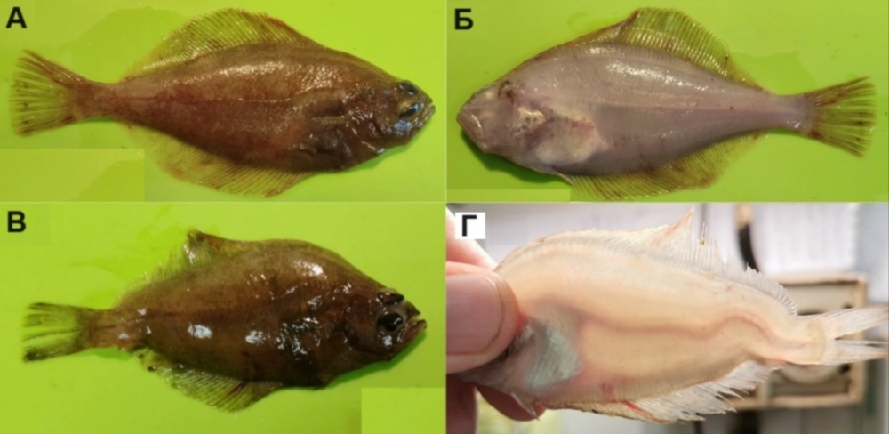Рис. 1. Нормальный экземпляр (А – зрячая сторона, Б – слепая сторона) и особь с искривленным позвоночником (В – зрячая сторона, Г – слепая сторона) беринговоморской палтусовидной камбалы Hippoglossoides robustus из западной части Чукотского моря.