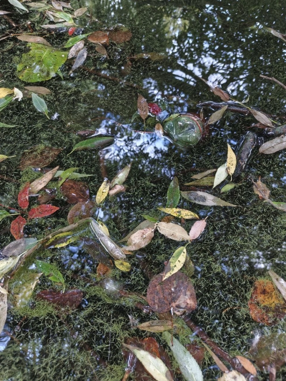 Сине-зелёные водоросли в воде - одна из причин, по которой пруд заболачивается.