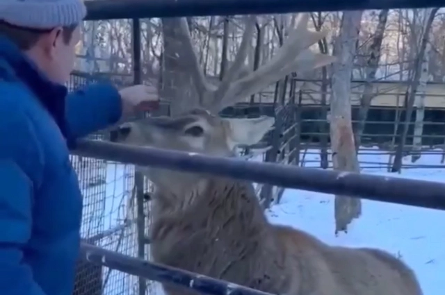 Изюбрь Василёк