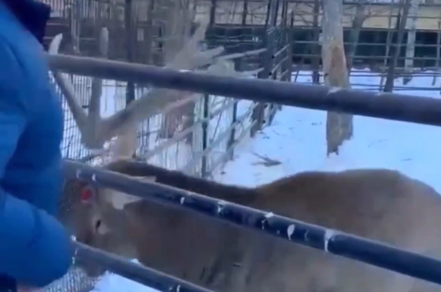 Изюбрь Василёк