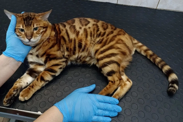 ветцентр «Пес и кот»