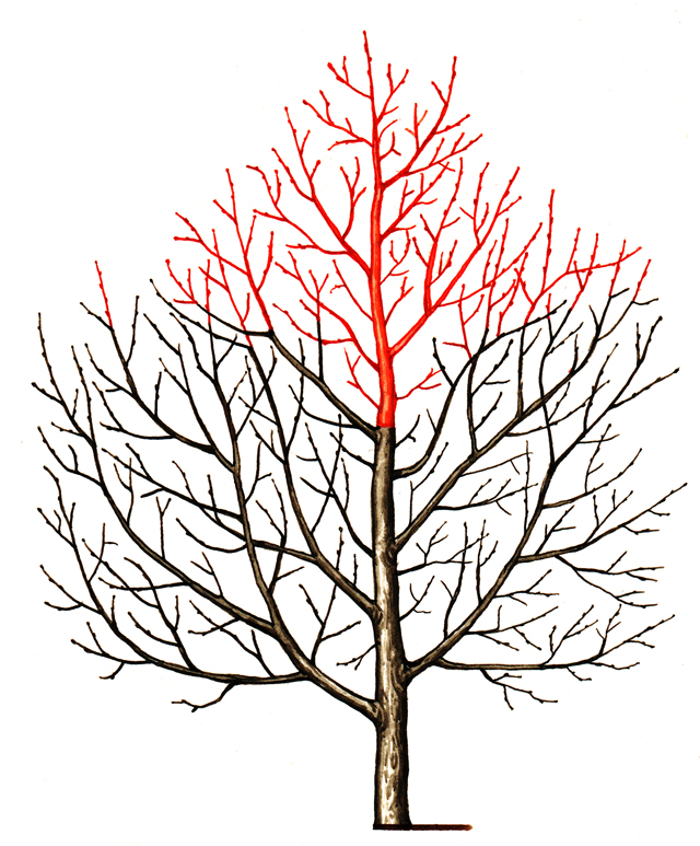 Красным цветом показаны ветки для обрезки.