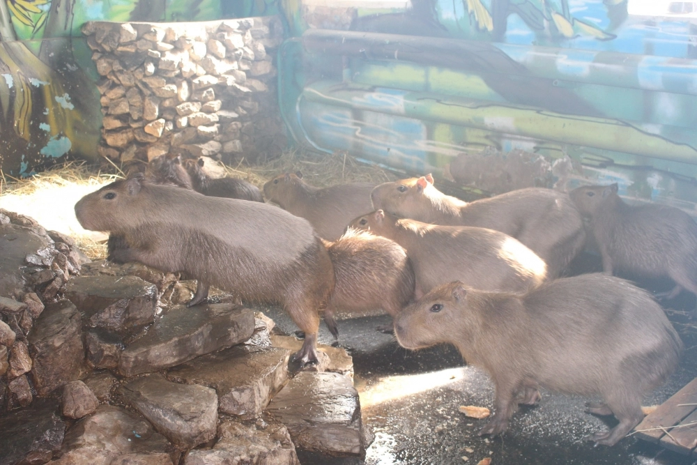 Капибары живут группами по 10–30 особей.