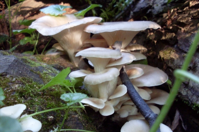 В природе вешенка разрушает старые деревья