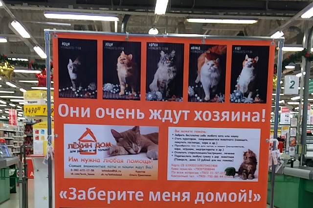 В Екатеринбурге 10 лет исполнилось приюту для животных «Лехин дом»