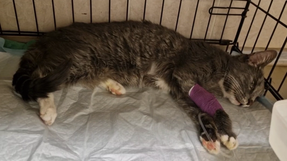 Состояние Фроси резко ухудшилось, и её нынешней хозяйке пришлось принимать непростое решение.