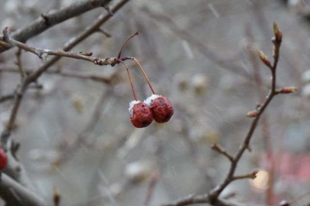 Хочется верить, что снега в этом году уже не будет.