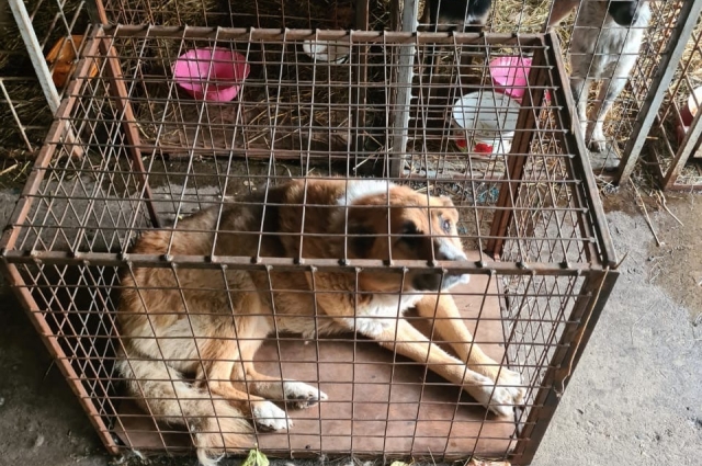 В службе по отлову отметили, что ситуация находится на контроле у специалистов.