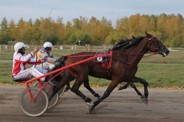 Участие в выездных конных соревнованиях (г. Новосибирск).