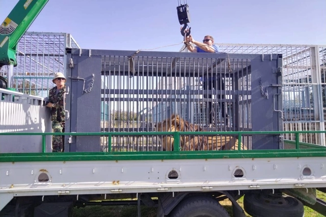 Льва в Калининград доставляли паромом