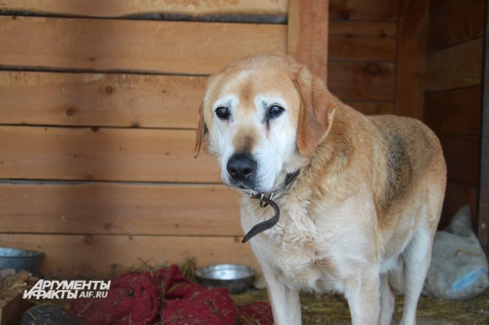 За последний год в республике зафиксировано около трех тысяч нападений бездомных собак на людей.