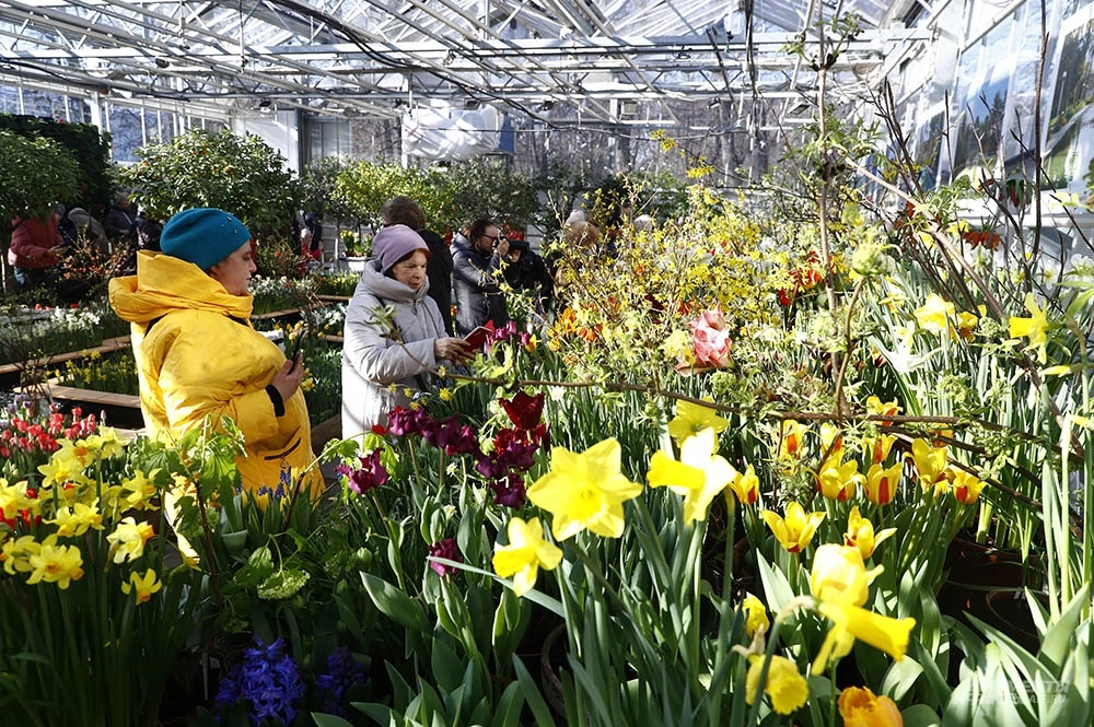 Тюльпаны, Аптекарский огород, выставка «Репетиция весны»