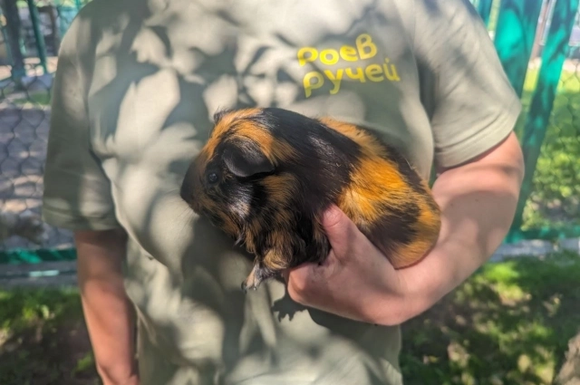 Морская свинка Джони выбрала имя суслику.