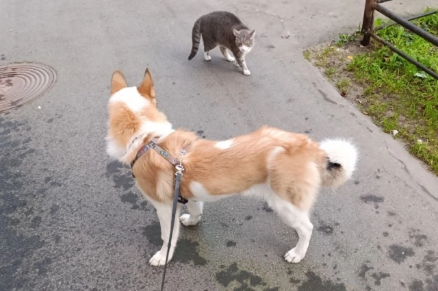 У агрессивных бездомных собак будет 30 дней на то, чтобы им нашли хозяина.