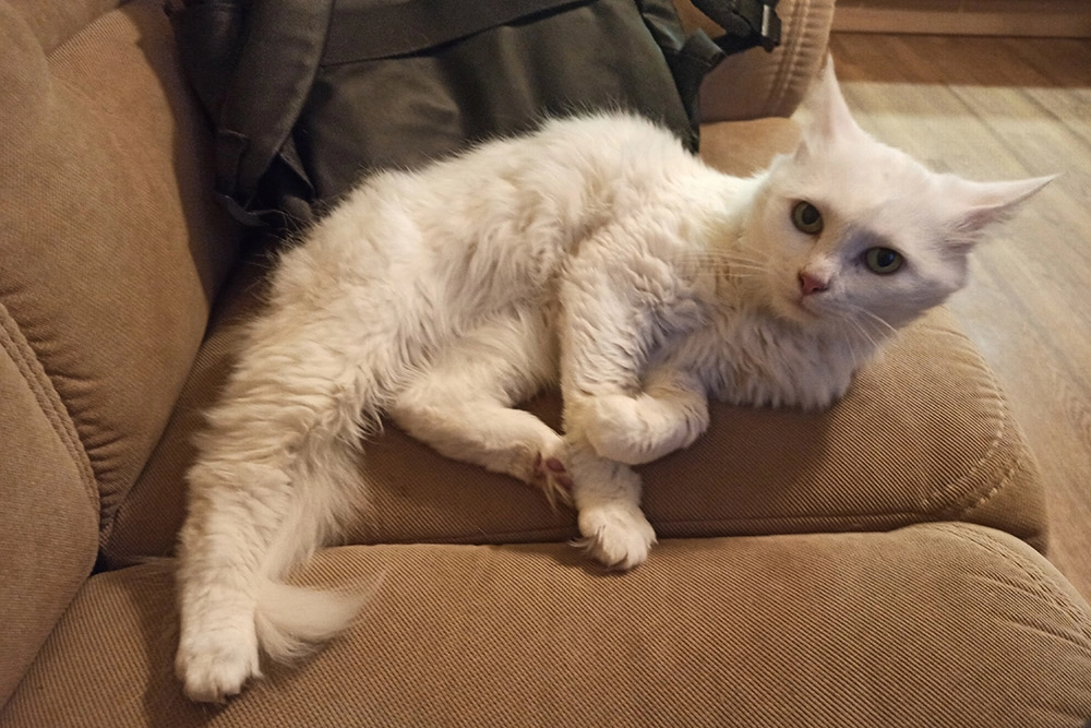 Кот Форазон.