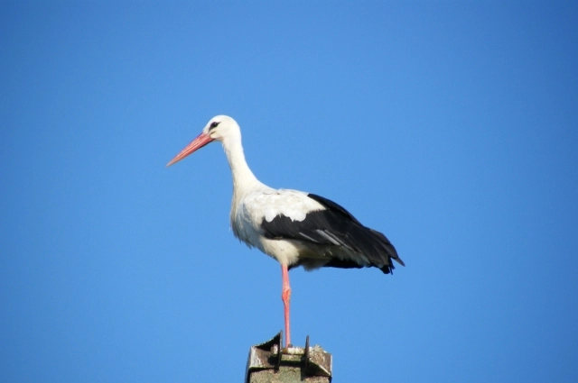 На Руси 20 августа особенно внимательно наблюдали за аистами.