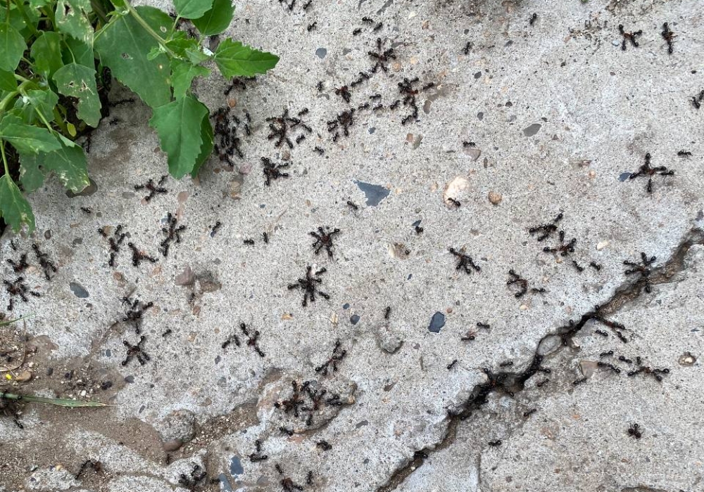 Борьба муравьёв