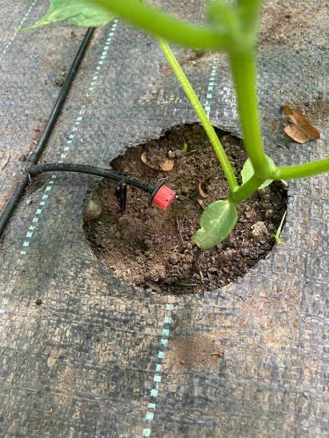 Огурцы любят равномерный полив, особенно в период плодоношения.