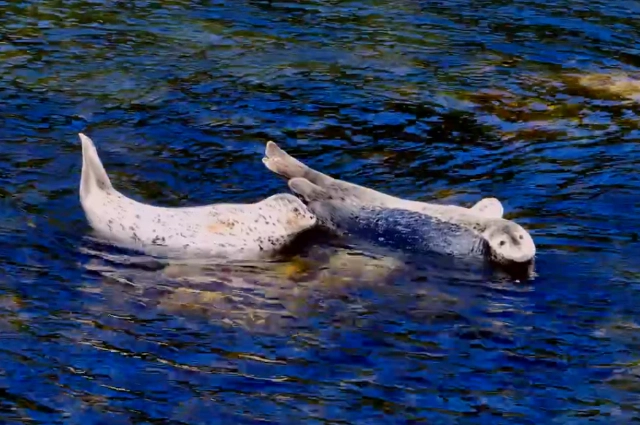 В поисках гренландских китов | Кирилл Романов | Хабаровский край, котики, 