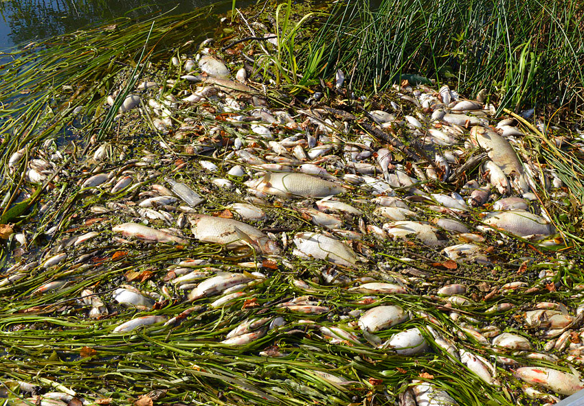 Мертвая рыба делает воду еще более опасной.