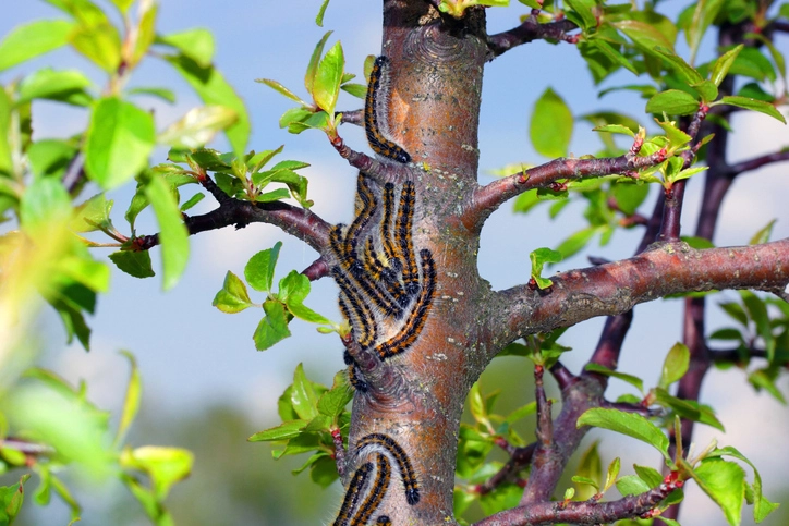 Гусеница боярышницы.