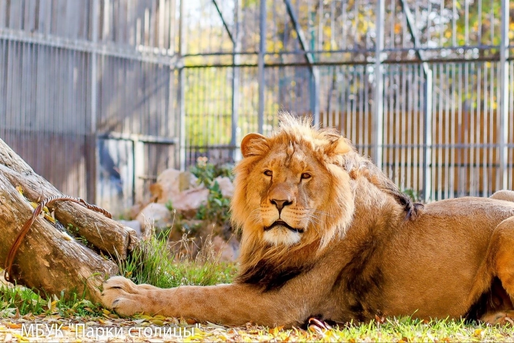Ромео съедает 9 килограммов говядины в день, гуляет по вольеру и знакомится с соседкой.