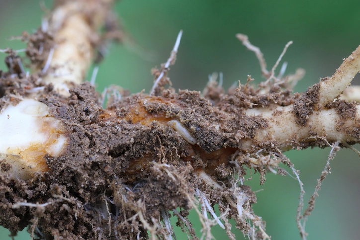 Золотистая картофельная нематода.