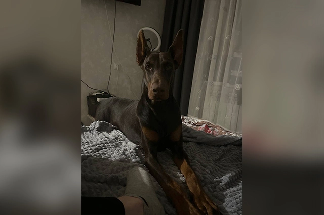 доберман Зевс уфа