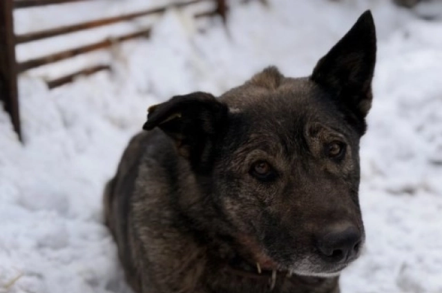 Сейчас милая дворняга живёт в приюте в тёплой будке.