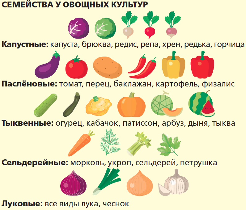 Овощные культуры список. Название овощных культур. Овощные культуры примеры. Плодовые овощные растения. Овощи входящие в группу