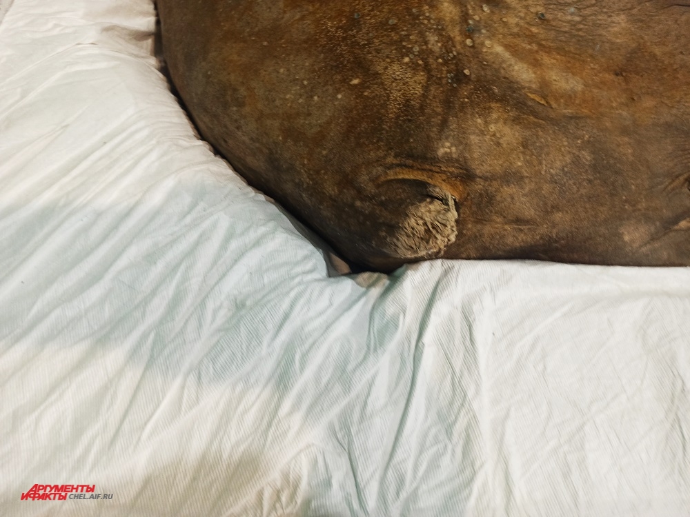 За тысячи лет во льдах у мамонтенка лишь незначительно повредилась шерсть и хвост. 