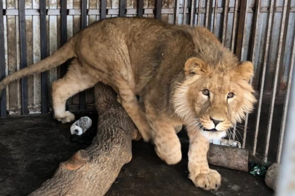 Раньше льва звали Симба и он жил на Ставрополье.