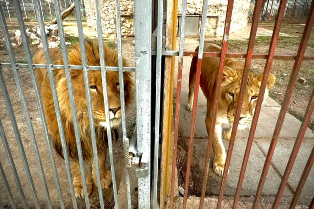 Нала и Ромео пока только налаживают отношения.
