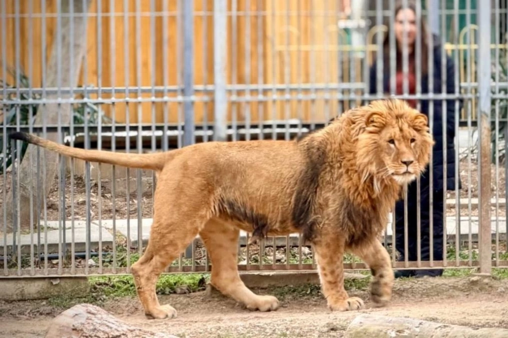 Ромео нравится его новый просторный вольер.