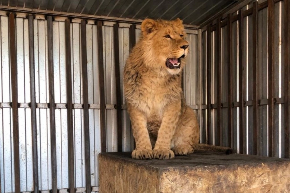 Прежде хищнику приходилось ютиться в небольшом вольере.