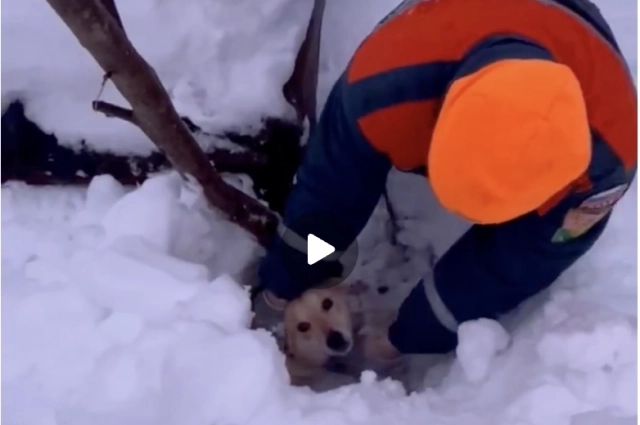 Спасение собаки в Коврове.