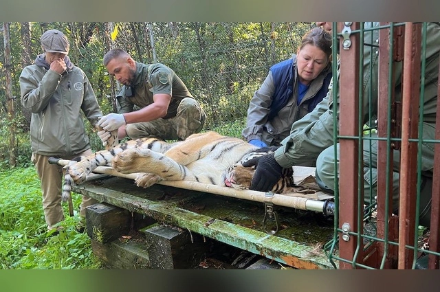 Тигрят везли в Казань 18 часов.