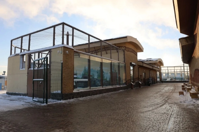 Амурские тигры, Басур и Саяна, Казань