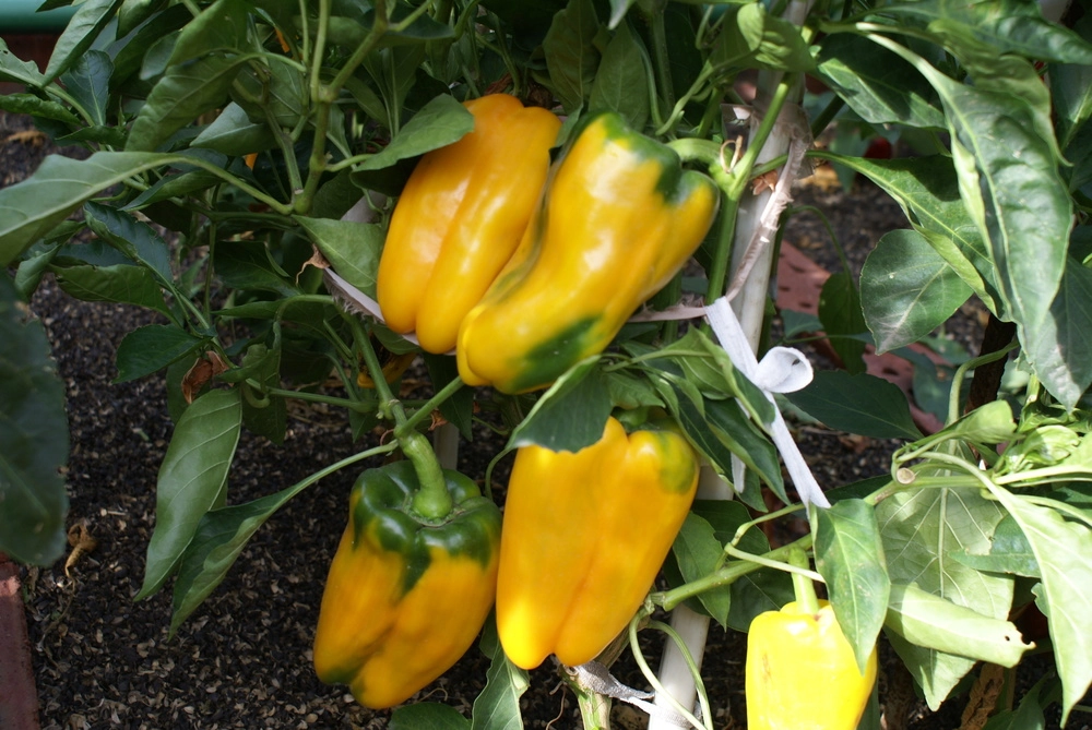 Золотая медаль