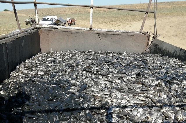   Хуторяне спасли около 15 тонн рыбы.